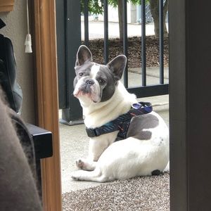 Meet your Posher, Maxine